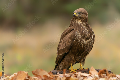 Common Buzzard (Buteo buteo) on a branch in an forest covered with colorful leaves. Autumn day in a deep forest in the Netherlands. 