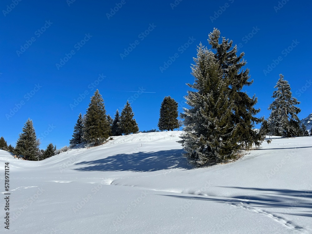 Obraz premium Picturesque canopies of alpine trees in a typical winter atmosphere after the winter snowfall above the tourist resorts of Valbella and Lenzerheide in the Swiss Alps - Canton of Grisons, Switzerland