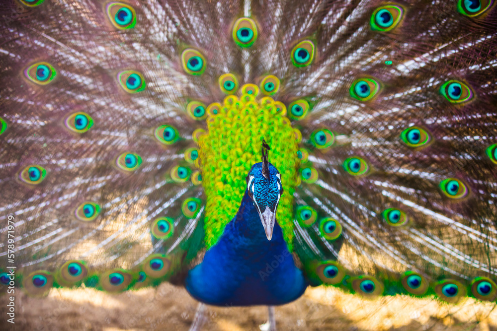 Naklejka premium 孔雀