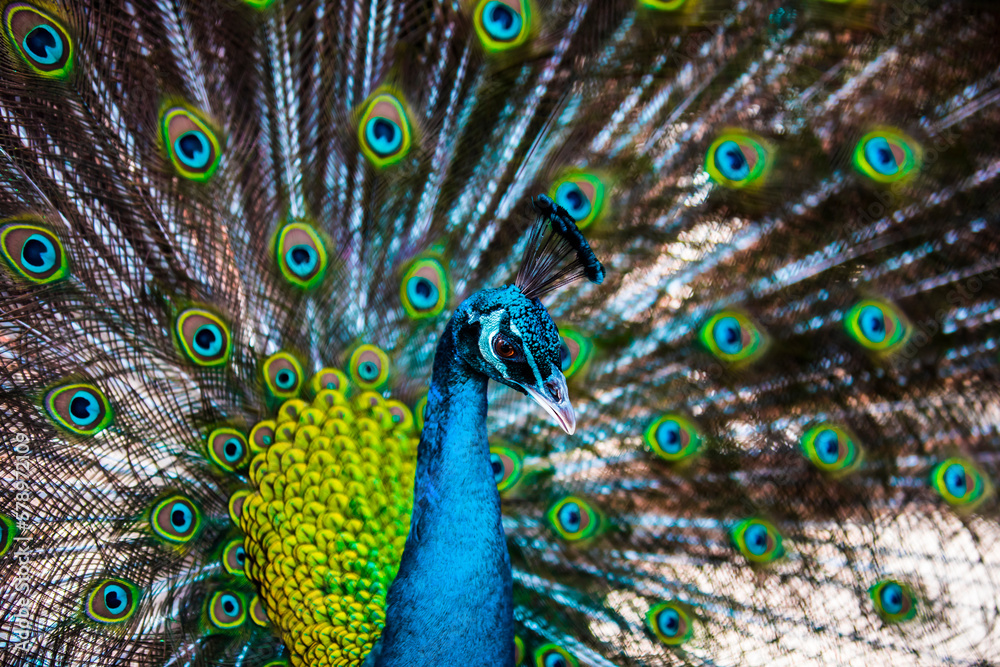 Obraz premium 孔雀