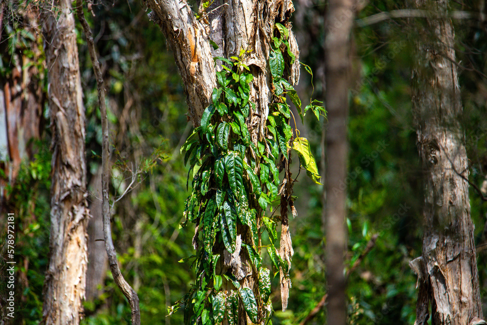 beautiful, unique plants growing in australian wetlands; tinchi tamba wetlands in brisbane, queensland, australia; vegetation of mangrove forests in moreton bay beautiful, unique plants growing in australian wetlands; tinchi tamba wetlands in brisbane, queensland, australia; vegetation of mangrove forests in moreton bay