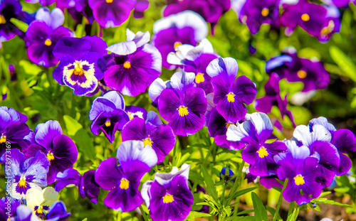 Purple violets on a green natural background 