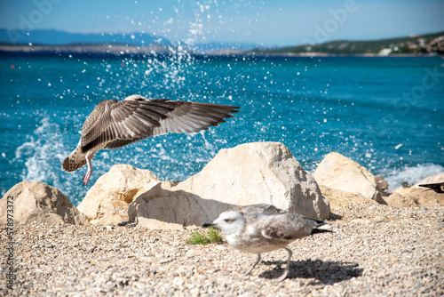 Möwe am Meer