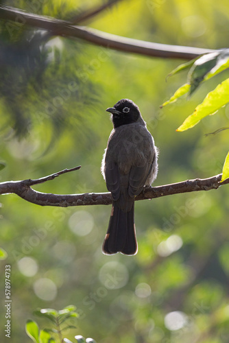 spectacled bulbul