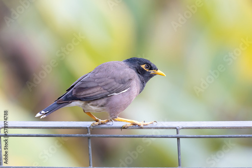 common myna
