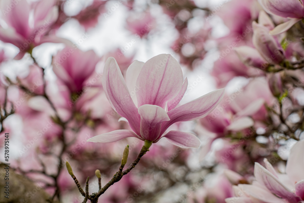 Pink magnolia blossoms tree against sky, spring, panorama, background.