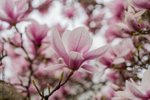 Pink magnolia blossoms tree against sky, spring, panorama, background. © Studio Eli