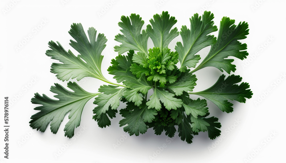 Fototapeta premium Parsley food photography photorealistic detailed