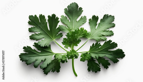 Parsley food photography photorealistic detailed