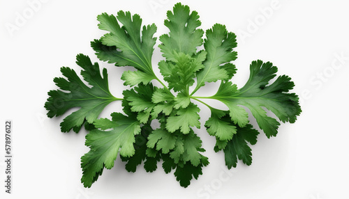 Parsley food photography photorealistic detailed