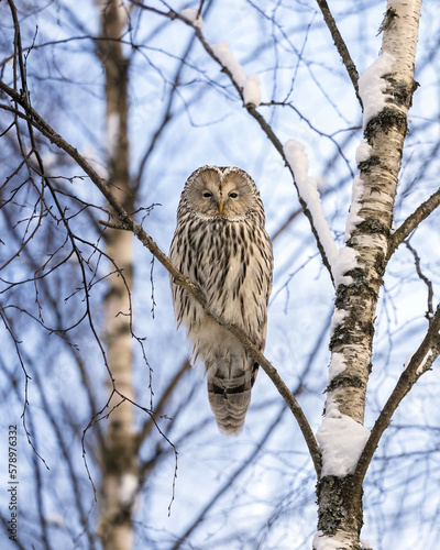 Ural owl in birch wood in winter