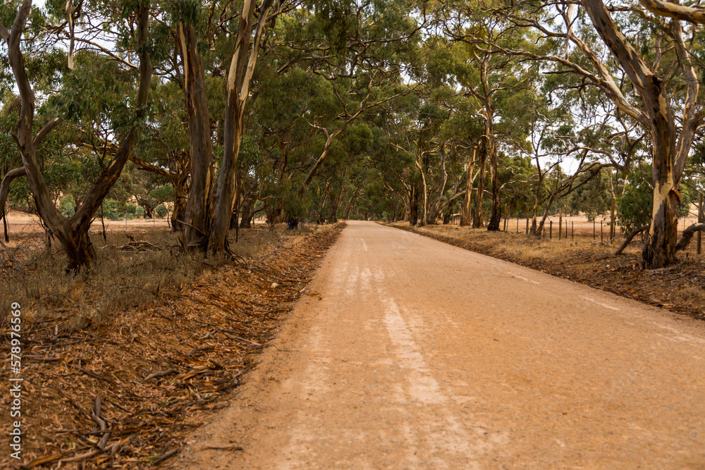 Fototapeta premium Old dirt road amongst trees