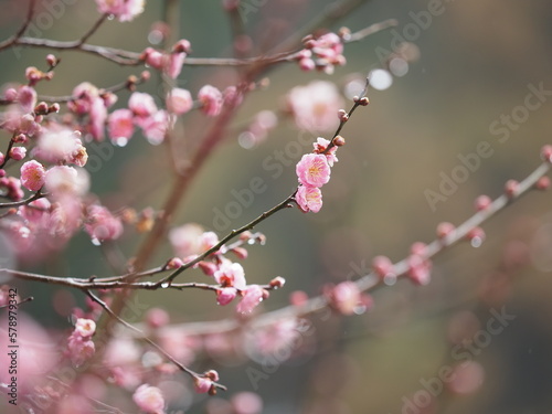 春に咲く梅の花