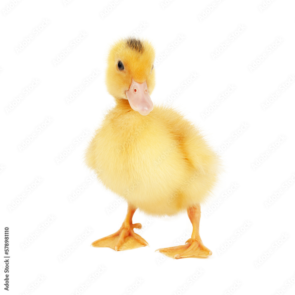 Little yellow duckling mulard isolated on white background. Little yellow duckling mulard isolated on white background.
