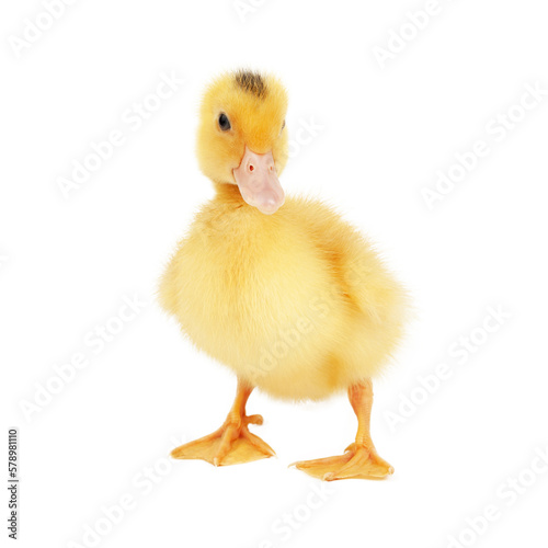 Little yellow duckling mulard isolated on white background.