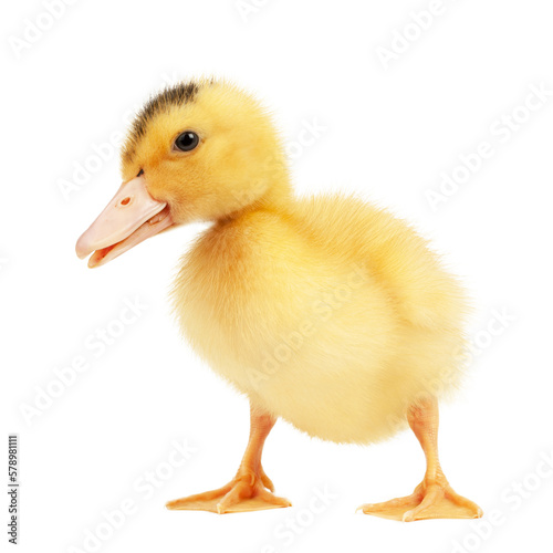 Newborn yellow fluffy mulard duck on a white background.