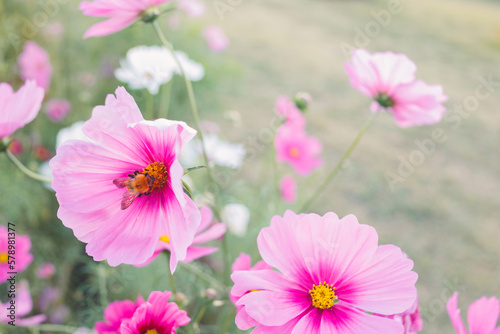 Cosmosu flowers in autumn.