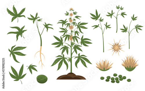 Cannabis plant. Green weed leaf and plant seeds, cartoon bundle of marijuana buds inflorescences, wild hemp foliage flat style. Vector isolated set
