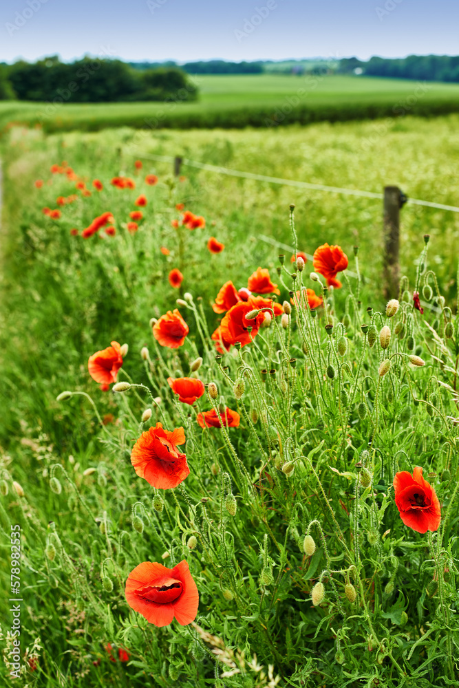 Fototapeta premium Adding a little colour to springtime. beautiful flowers.