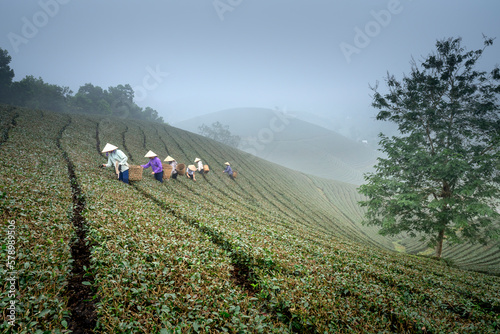 The women harvesting green tea on Long Coc tea hill in Phu Tho province, Vietnam photo