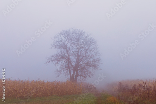 foggy day with cornfield and single tree