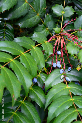 Wallpaper Mural Several little light blue berries are lying on the green leaves in the summer. Beautiful berries in the wild nature Torontodigital.ca