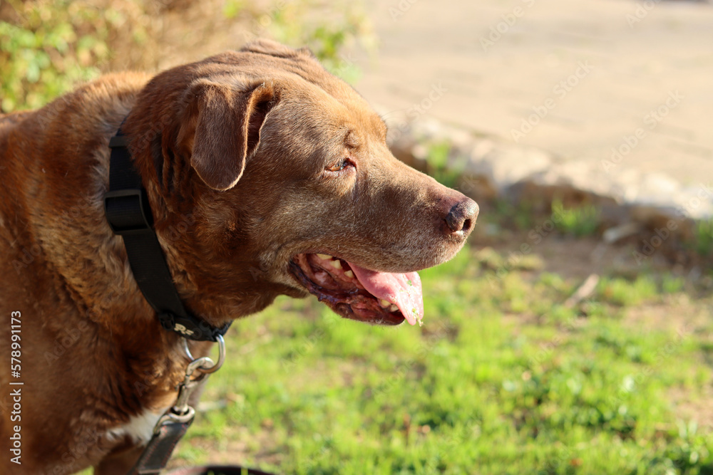 Close up portrait of brown Labrador dog. Senior dog happy life. 