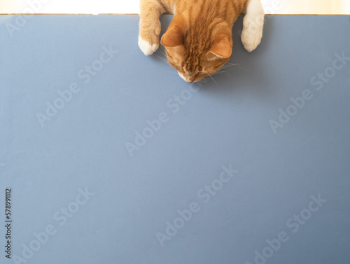 Close up photo of yellowish domestic tabby cat looking down for copy space or space for text. Concept of pet or domestic animals.