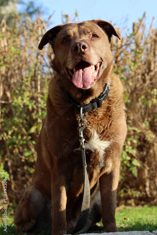 Cute brown mixed dog on a walk. Happy senior dog close up portrait. 