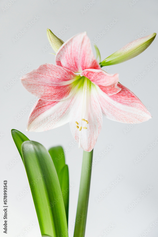 Obraz premium A large pink flower on a white background. Hippeastrum grade Rosy Star. 