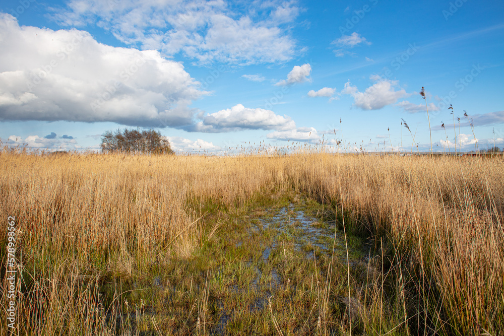 landscape in the northern part of the Netherlands early spring landscape in the northern part of the Netherlands early spring