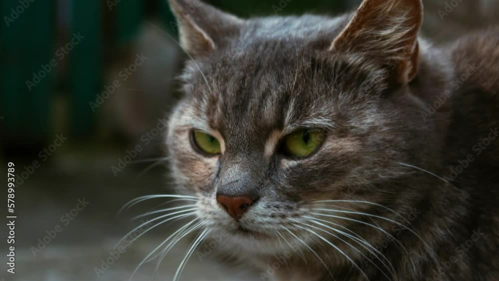 Portrait of a gray cat. Sad lonely look of a cat. Close-up. Dynamic approximation. Portrait of a gray cat. Sad lonely look of a cat. Close-up. Dynamic approximation.