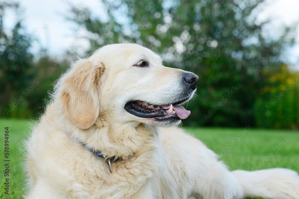 dog golden retriever lying on meadow in the garden dog golden retriever lying on meadow in the garden