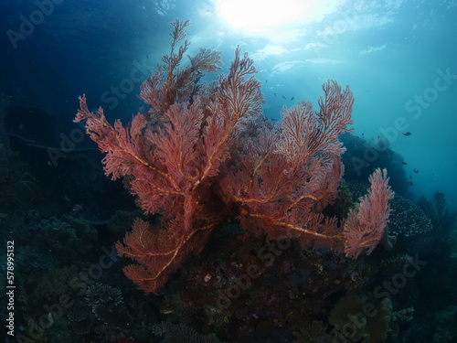 soft corals underwater pink and orange soft coral