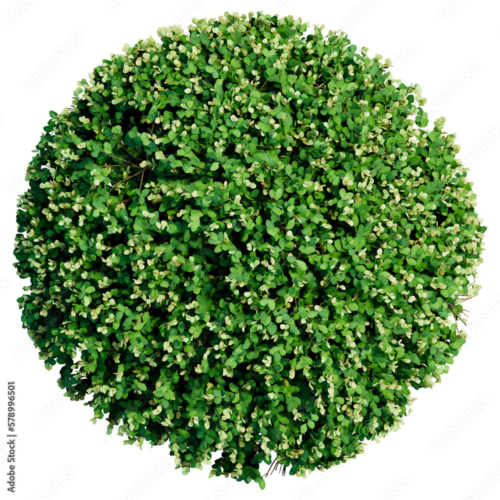 Obraz premium Plant, bush flower top view architectural landscape
