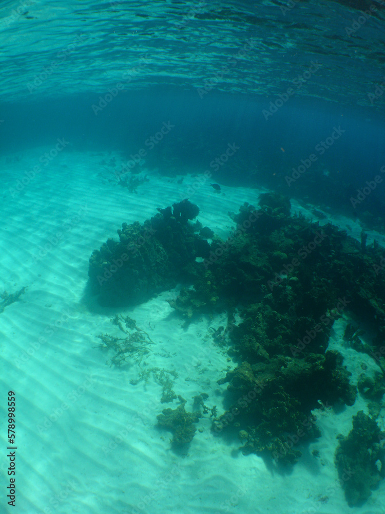 a coral reef in the crystal clear waters of the caribbean sea a coral reef in the crystal clear waters of the caribbean sea
