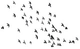 flock of birds flock birds fly in the sky beautiful seen flock birds transparent png image 