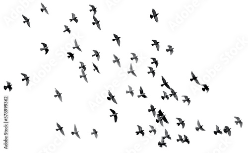 Foto flock of birds flock birds fly in the sky beautiful seen flock birds transparent