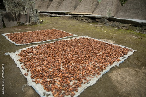 The traditional village of Bena Village on Flores, in the background the cone-shaped thatched huts, in the foreground cocoa beans laid out to dry. photo