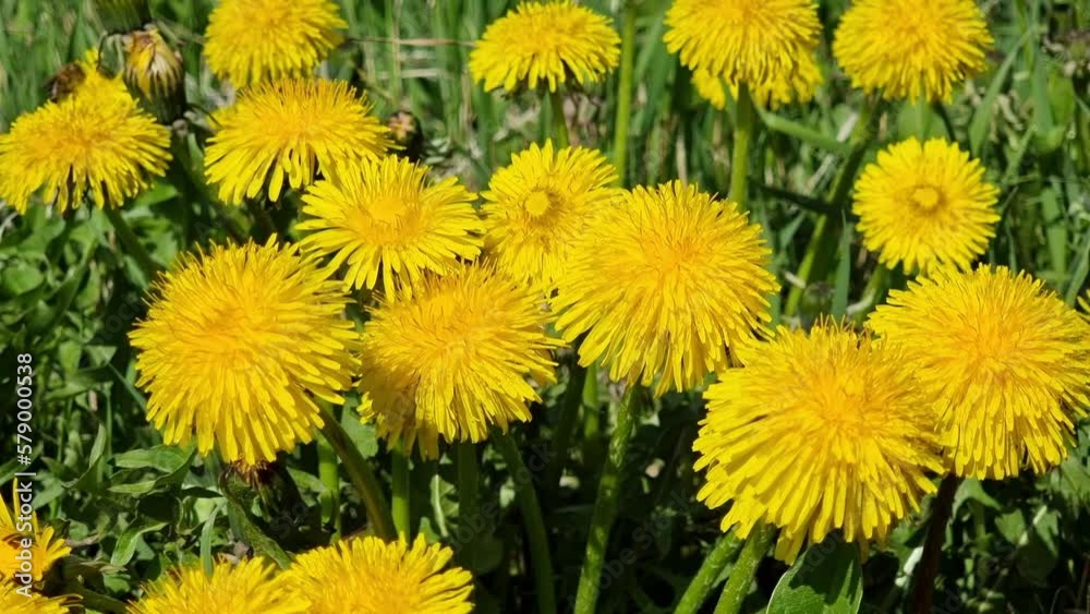 Dandelion blooming in the field, a bee pollinating the flowers. Medicinal plants. Spring sunny day.