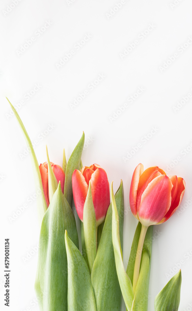 Naklejka premium Red blossom tulips on white background.