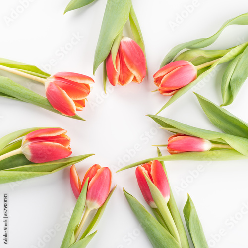 Fototapeta Naklejka Na Ścianę i Meble -  Red blossom tulips on white background.