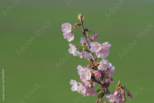 桃色の花を咲かせる桜 photo