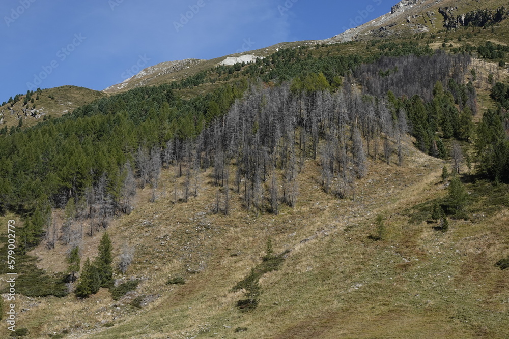 Nach einem Waldbrand  im Defereggental in Österreich	