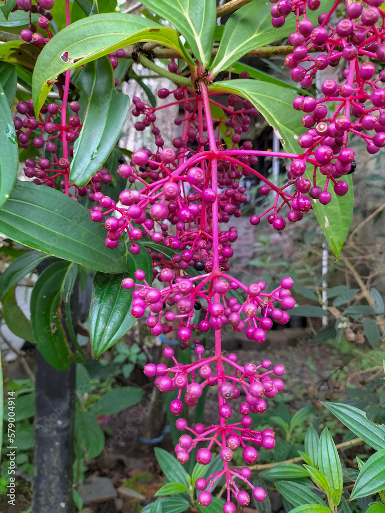 Obraz premium Selective focus. Parijoto is a plant from Muria Mountain, Kudus, Indonesia. It has pink sour tasted fruit, almost people consume it when they pregnant. 