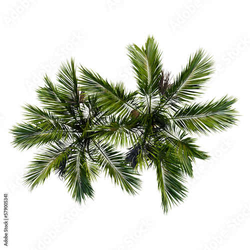 tropical plant and tree isolated top view © aby