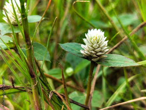 Selective focus. Gomphrena globasa or White Kenop flower, can be extracted for its oil to treat cough with phlegm. 
 photo