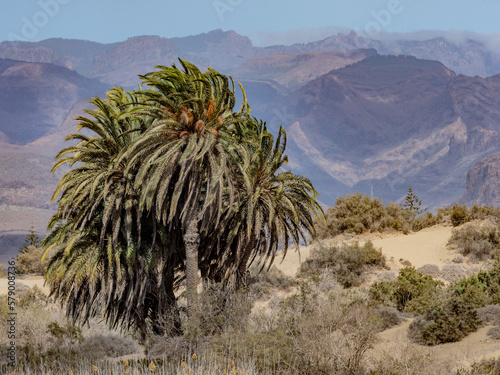 Phoenix canariensis, dunes de maspalomas et montagnes volcaniques photo