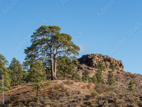 legendary pine at Presa de las ninas photo