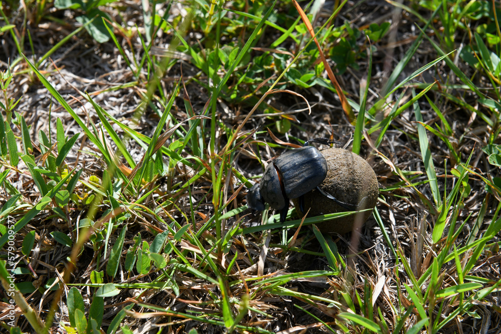 Dung beetle at Isimangaliso wetland park in South Africa Dung beetle at Isimangaliso wetland park in South Africa